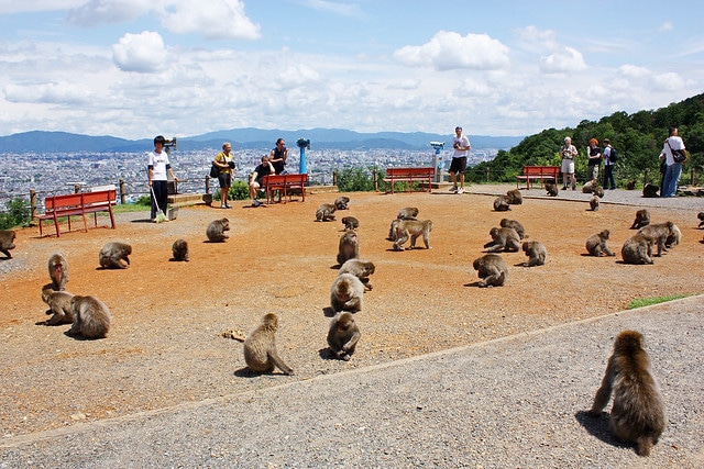 Iwatayama Monkey Park in Japan