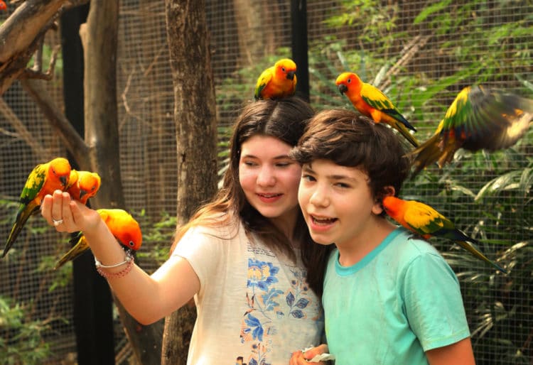 Bird Park - Attractions in Phuket