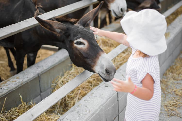 Golden Donkeys Farm - Larnaca attractions