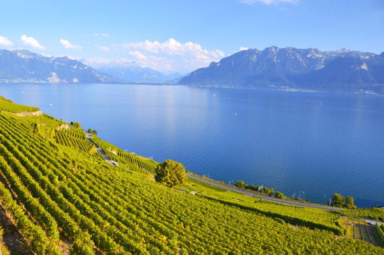 Lavaux Vineyards - What to see in Lausanne