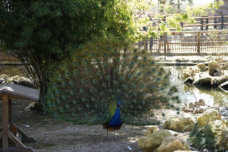 Zoo - attractions in Cordoba