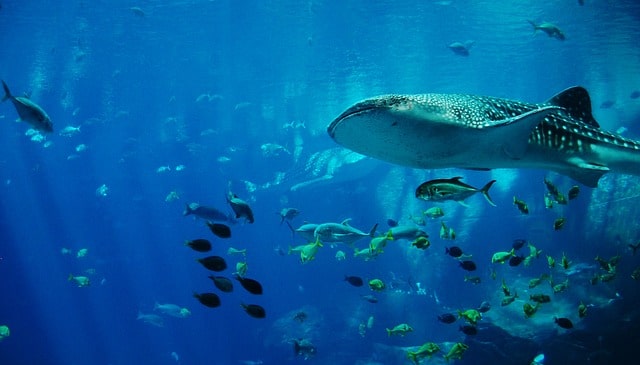 Phuket Aquarium - Phuket attractions