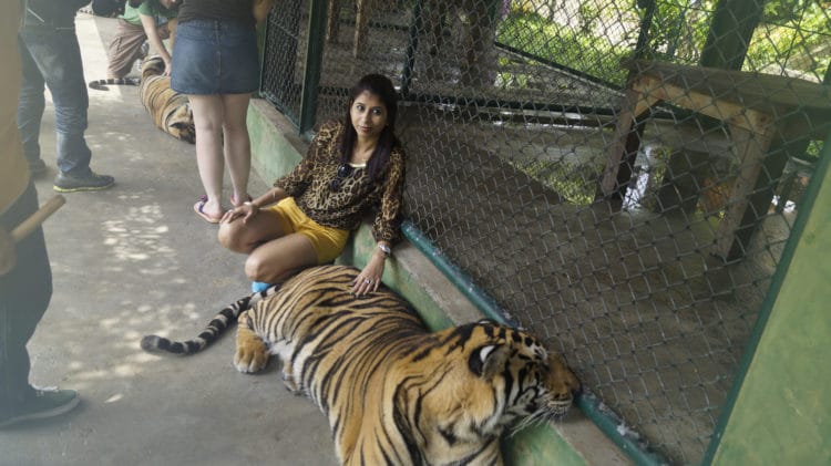 Kingdom of Tigers - Phuket attractions