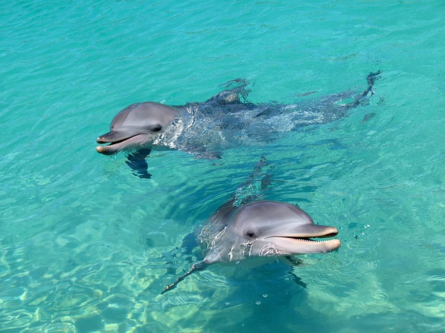 Nemo Dolphinarium - Phuket attractions