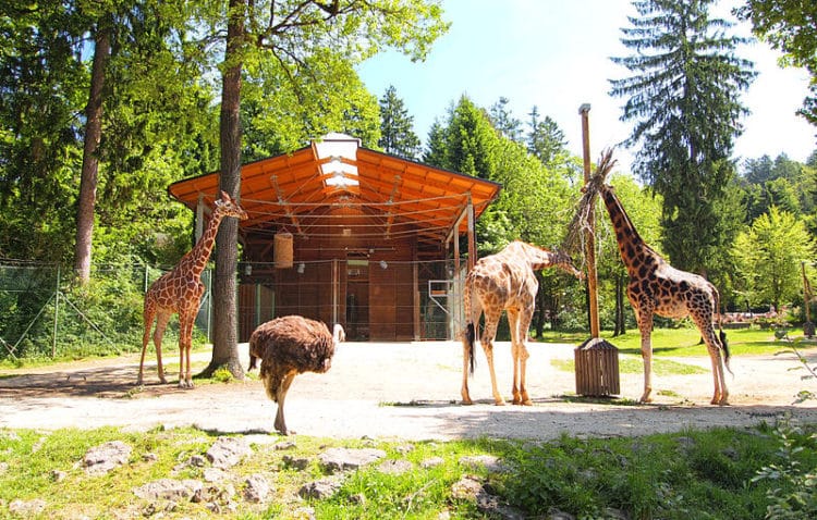 Ljubljana Zoo - Ljubljana attractions