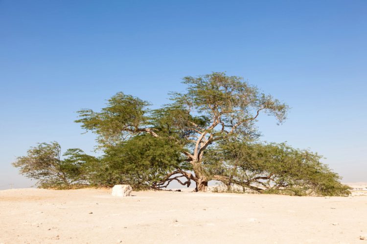 Дерево Жизни в Бахрейне - достопримечательности Бахрейна