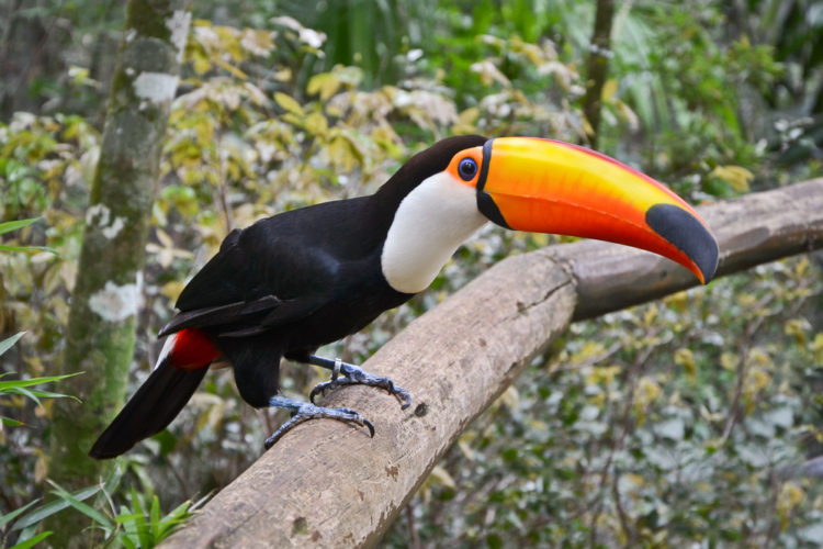 Достопримечательности Бразилии - Парк птиц