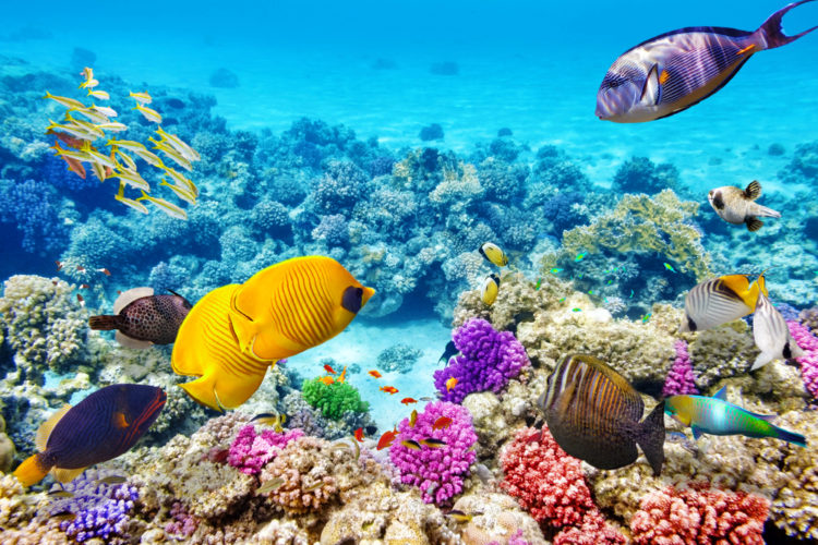 Достопримечательности Австралии - Большой Барьерный риф