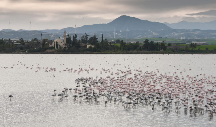 Что посмотреть на Кипре - Солёное озеро и фламинго