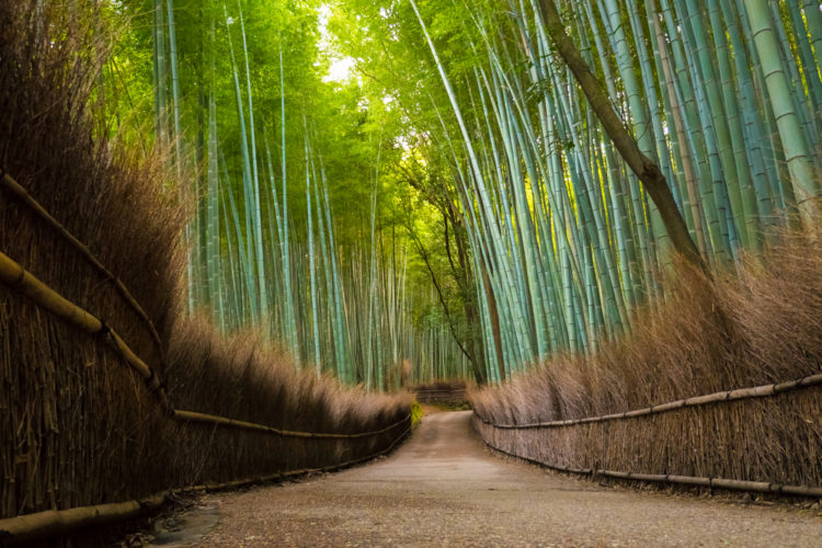 Достопримечательности Японии - Бамбуковый лес Сагано