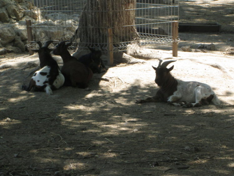 Зоопарк в Бахчисарае