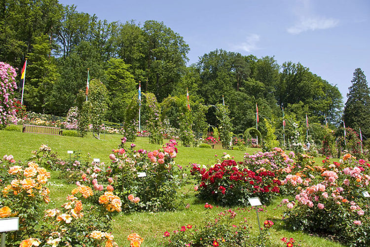 Rose Garden в городе Баден-Баден, в Германии