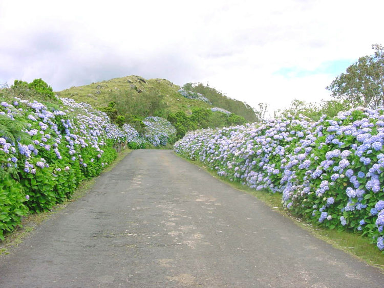 Типичная дорога с гортензиями на о. Терсейра на Азорских островах