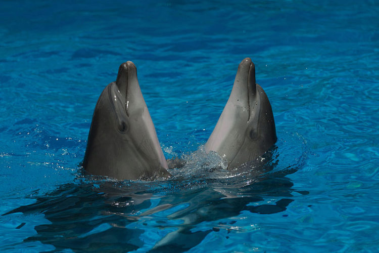 Два "танцующих" дельфина в Анапском дельфинарии Краснодарского края в России