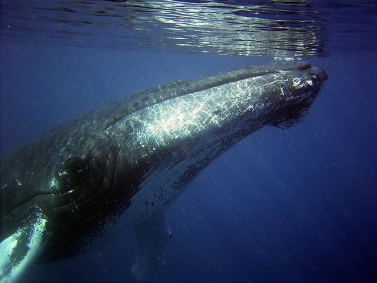 Whale watching на Азорских островах