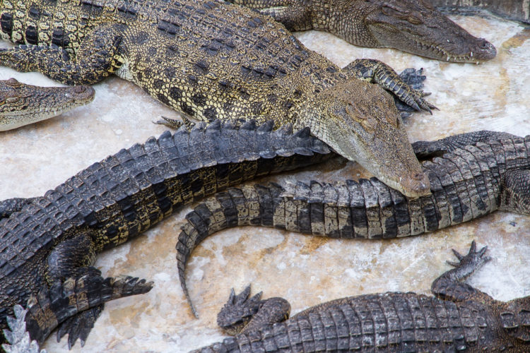 Крокодиловая ферма-зоопарк Самутпракан - достопримечательности Бангкока