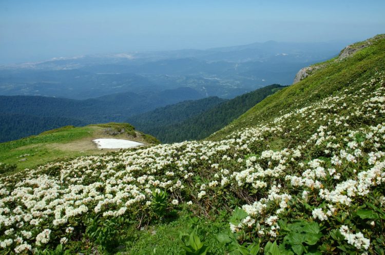 Альпийские луга Абхазии - достопримечательности Абхазии