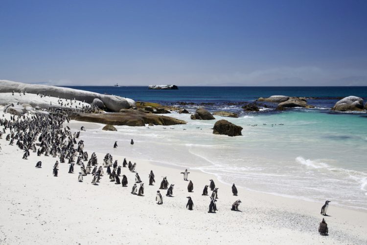 Пляж Боулдерс - Что посмотреть в ЮАР