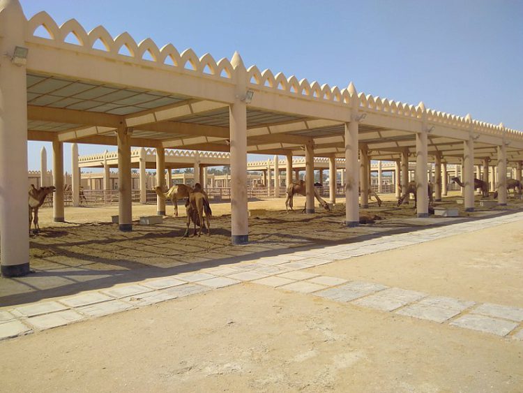 Верблюжья ферма - Что посмотреть в Бахрейне