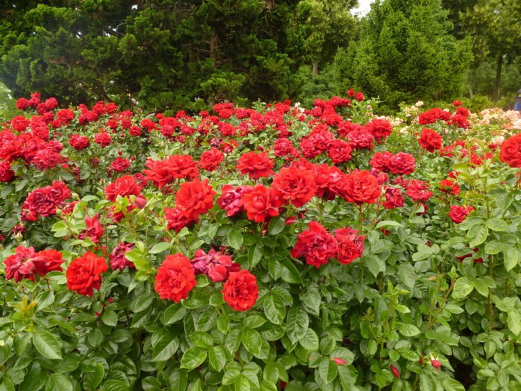 Сад роз - достопримечательности Берна