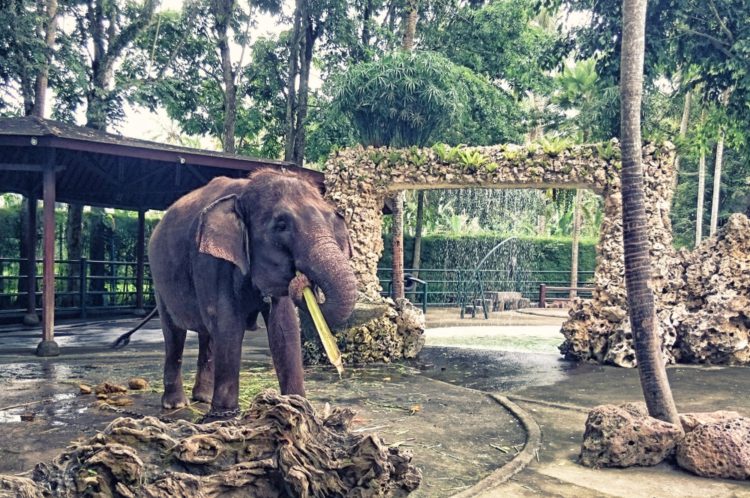Парк слонов на Бали - достопримечательности Бали