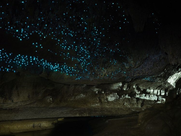 Пещеры Вайтомо - достопримечательности Новой Зеландии
