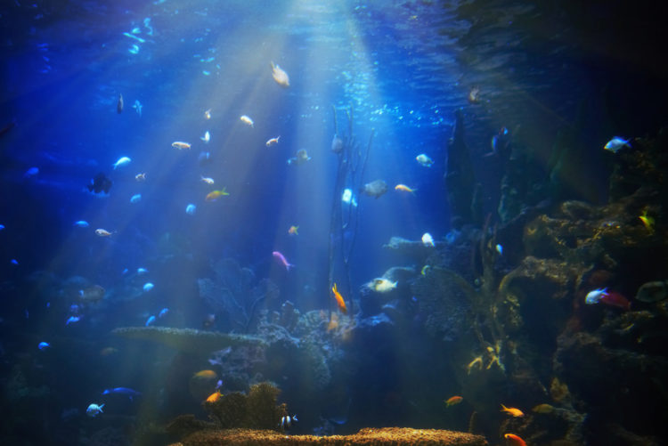 Ванкуверский аквариум - достопримечательности Ванкувера