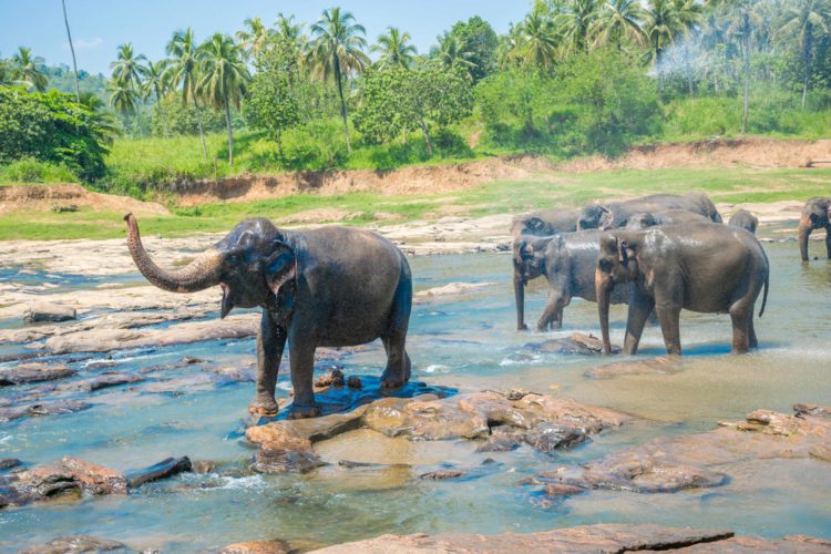 Национальный парк Яла - достопримечательности Шри-Ланки