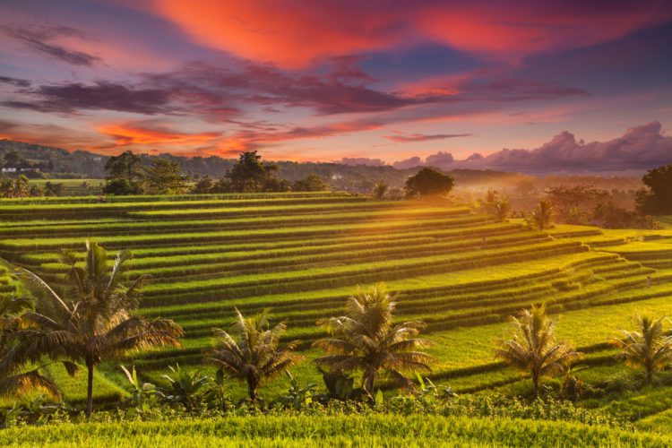 Рисовые террасы Джатилуви - достопримечательности Бали
