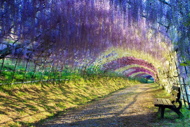 Самые красивые места планеты - сад Кавачи Фудзи, Япония