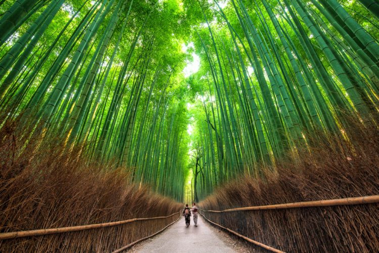Самые красивые места мира - Бамбуковый лес, Япония