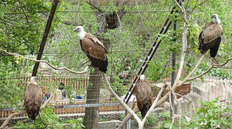 Ереванский зоопарк - достопримечательности Еревана