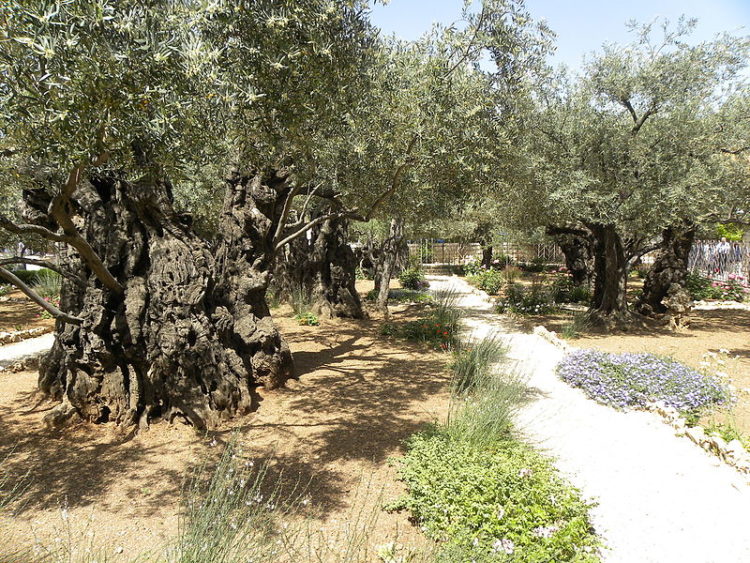 Гефсиманский сад - что посмотреть в Иерусалиме