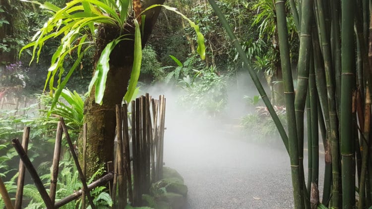 Тропический лес Янода - длстопримечательности Хайнаня