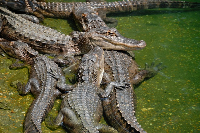 Ялтинский крокодиляриум - достопримечательности Ялты