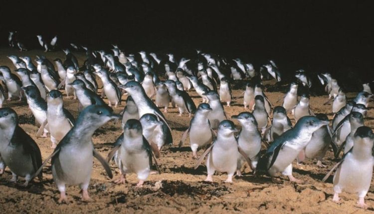 Парад пингвинов в Австралии