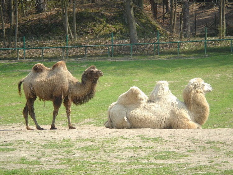 Зоопарк - достопримечательности Гданьска