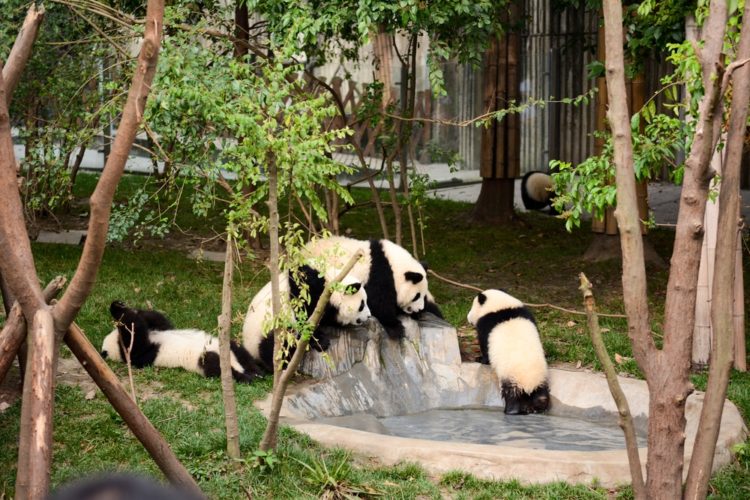 Исследовательский питомник гигантских панд в Китае
