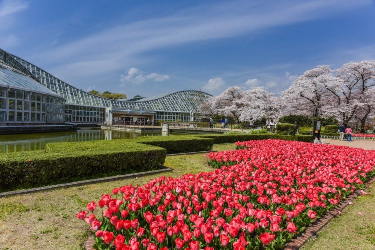 Киотский ботанический сад в Японии